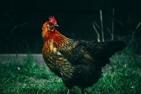 100+ Best Rooster Photos · 100% Free Download · Pexels Stock Photos