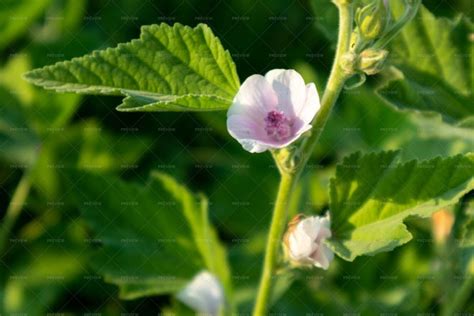 Althaea Flower - Stock Photos | Motion Array