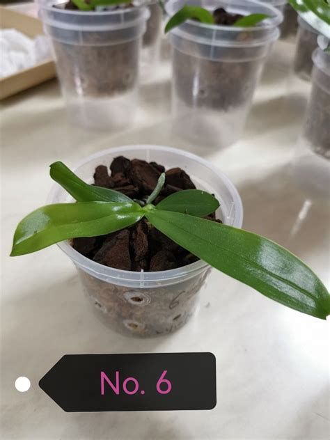 Phalaenopsis Bellina Pink X Phalaenopsis Violacea Pink Seedlings