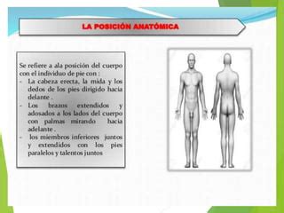 Introduccion A La Anatomia Y Fisiologia PPT