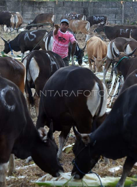 PERMINTAAN SAPI KURBAN MAKASSAR ANTARA Foto