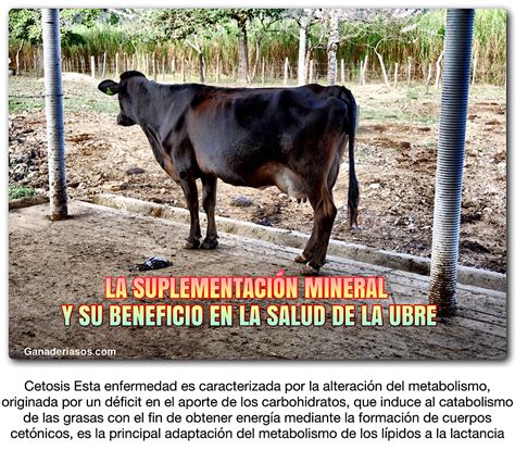 LA SUPLEMENTACIÓN MINERAL Y SU BENEFICIO EN LA SALUD DE LA UBRE