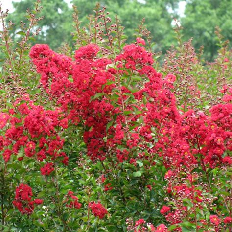 Crape Myrtle Dynamite (Red) – Bay Gardens