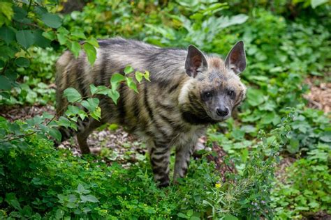 Premium Photo | Striped hyena hyaena hyaena animal in the nature ...