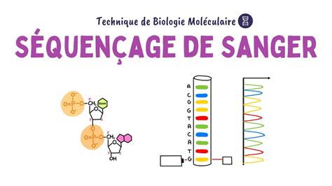 S Quen Age De Sanger Biochimie Facile Youtube