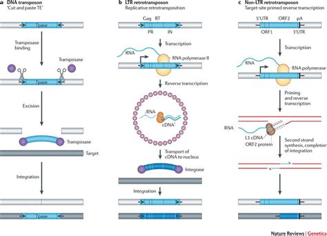 Model For The Transposition Of Class I Retrotransposon Elements B C