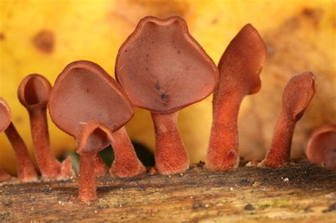 Hongo Gelatina Rosada Macrohongos De Cali Colombia Naturalista