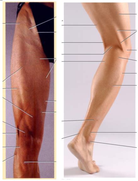 Diagram Of Lower Limb Surface Anatomy Quizlet