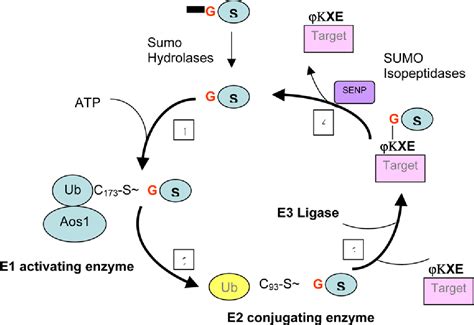 Figure 2 From Sumoylation And The Function Of CCAAT Enhancer Binding