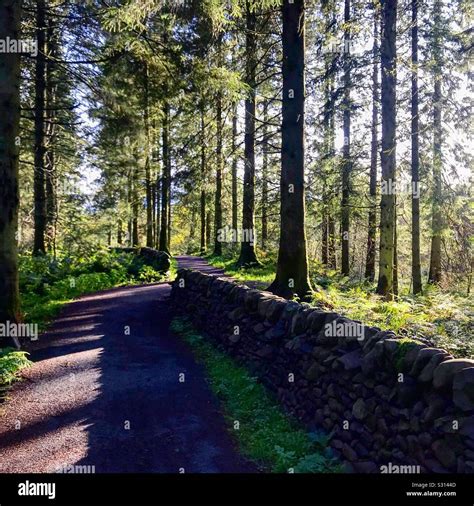 Forest Of Ae Hi Res Stock Photography And Images Alamy