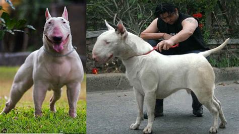 Bull Terrier Gigante Mascota Youtube