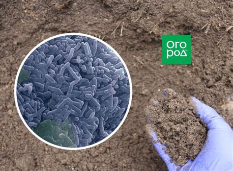 Молочнокислые бактерии для почвы и растений | Дела огородные (Огород.ru)
