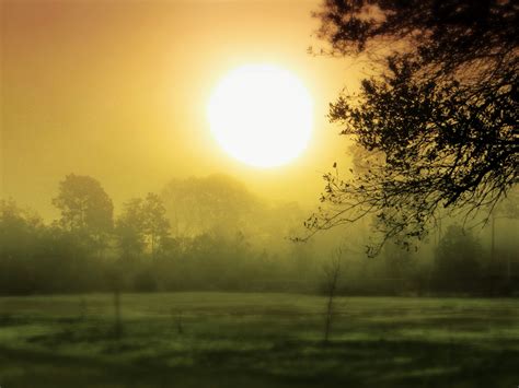 Wallpaper Pagi Matahari Terbit Padang Rumput Bidang Pohon Kabut