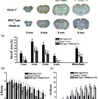 Genetic Kca Deletion And Pharmacological Blockade With Tram