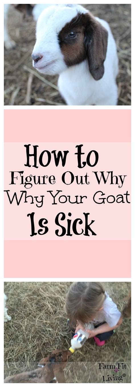 How To Figure Out Why Your Goat Is Sick Goat Care Pygmy Goat Goat