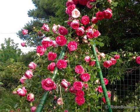 Галерея - Cyclamen Pierre de Ronsard (Pink Eden Rose ®, Pretty in Pink ...