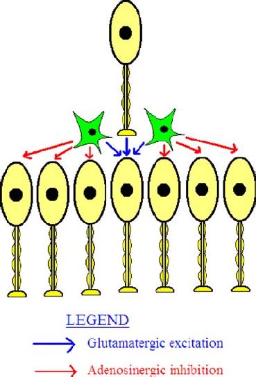 Activity Dependent Atp Release From Astrocytes Mediates Surround