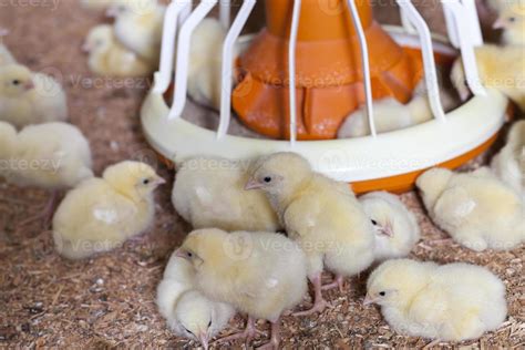 Genetically Modified White Meat Chicken 9509991 Stock Photo At Vecteezy