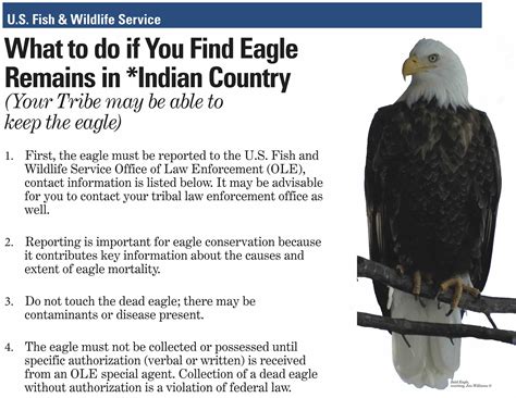 Indian Eagle Feathers