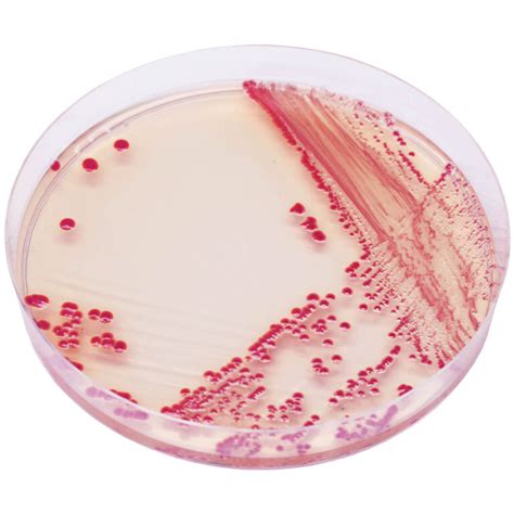 CHROMagar COLOREX ACINETOBACTER Biolife Cromogeni