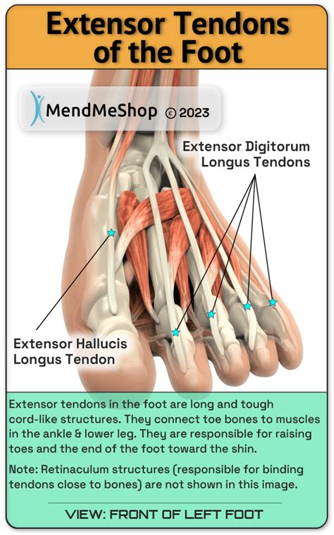 Foot Extensor Tendonitis Top Of Foot Tendonitis