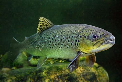 Salmo trutta características hábitat alimentación comportamiento