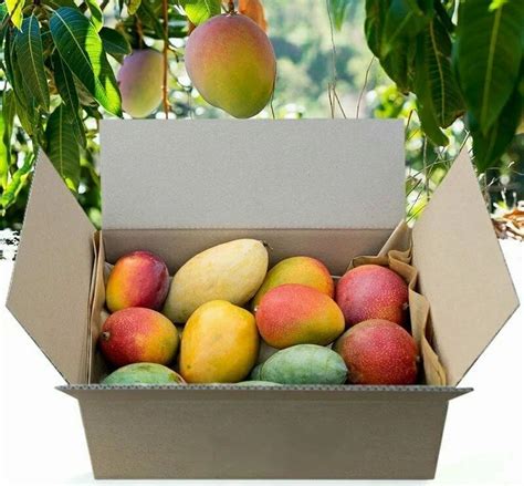 Mango Packaging Corrugated Box At Rs 18 Piece Corrugated Box In Pune Id 2853004518788