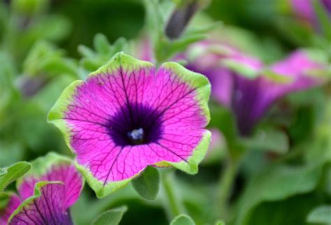 Proven Winners Supertunia Pretty Much Picaso Petunias | Gardening Tips