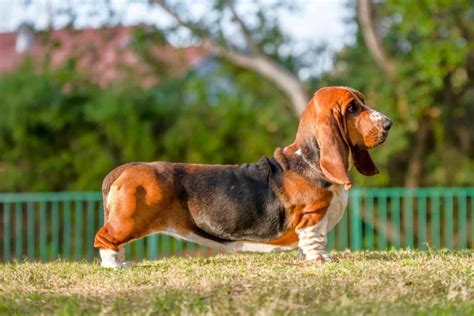 Mini Basset Hound: Breed Info, Size, Pictures, Traits & Facts