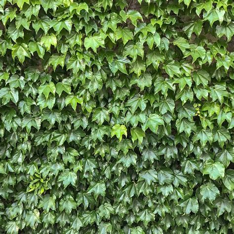 13 Perennial Vines Your Garden Cant Go Without From Ivy To Grapes