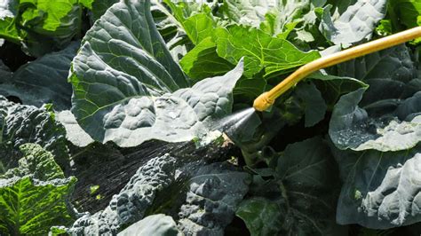 10 Best Organic Pesticides for Vegetables [2022]