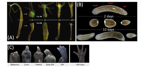 Animal Regeneration Models A Regeneration Of Head And Foot In