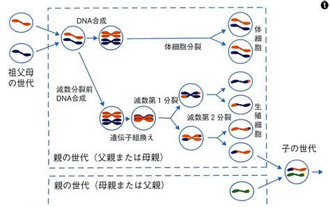 Experiment 減数分裂の謎に迫る 新しいRNAの働きの発見 JT生命誌研究館