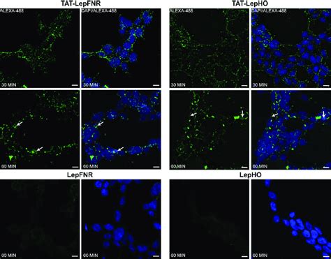 Immunofluorescence Detection Of Transduced Proteins Cells Were