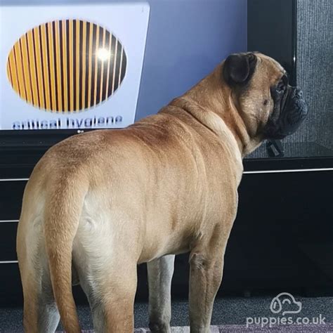 Bullmastiff Stud Willenhall West Midlands Kc Reg Bullmastiff