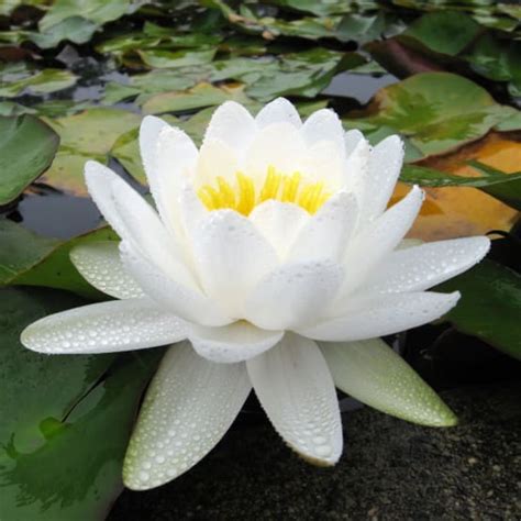 NYMPHAEA Marliacea Albida En Rhizome Gamm Vert