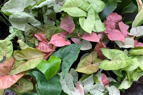 How To Grow And Take Care Of The Syngonium Plant