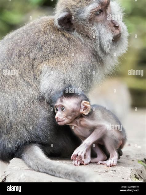 Baby Crab Eating Macaque Macaca Fascicularis Next To Its Mother