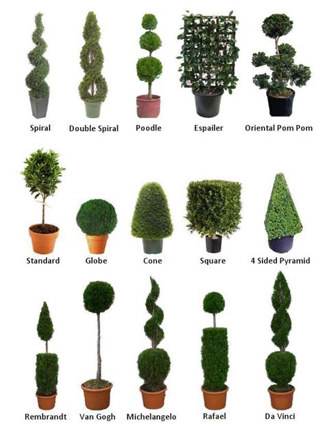 Topiary garden, European garden, Luxury garden