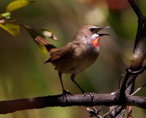 Соловей: описание птицы, где живет и сколько, чем питается