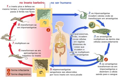 Doenças Por Protozoarios - Bioligados em Sua Aula®: Ciclos resumidos de doenças causadas por ...