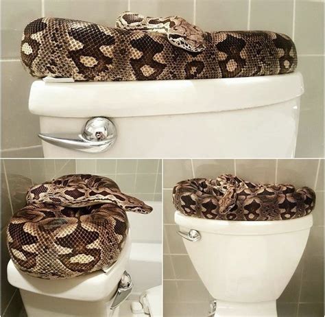 Can Snakes Really Come up a Toilet? - HubPages