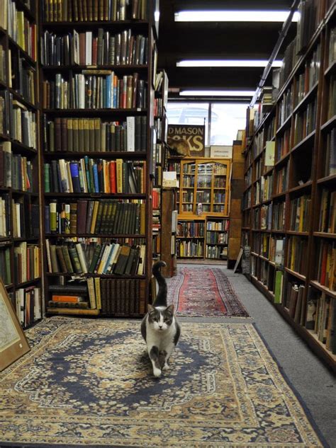 Bookorithms By Abebooks Bookstore Cats Bookstore Calming Cat