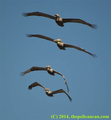 Top 100 Pictures What Is A Group Of Flying Pelicans Called Sharp