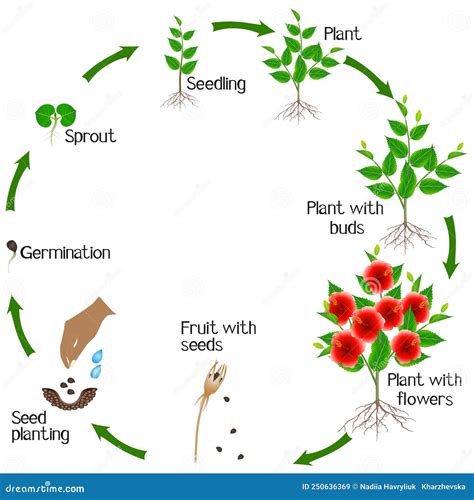 Un Ciclo De Crecimiento De La Planta De Rosa China Sobre Un Fondo Blanco Ilustración Del Vector