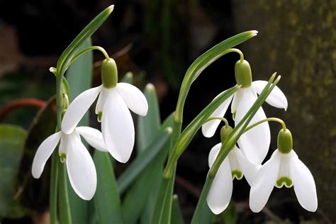 January Birth Flower: Snowdrop — Luzerne County — Master Gardener