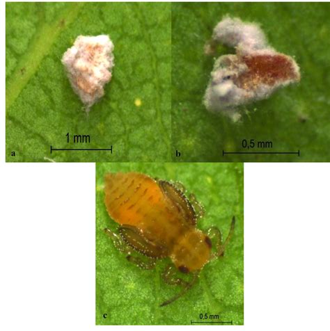 Nymphs of Glycaspis brimblecombei (Hemiptera: Aphalaridae) infected by... | Download Scientific ...