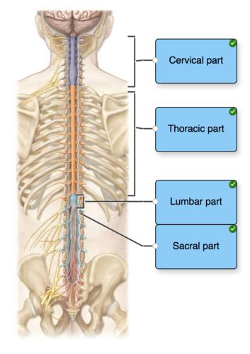 Spinal Cord Flashcards Quizlet