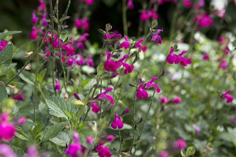 Salie Salvia Snoeien Wanneer En Hoe Doe Je Dat Gardeners World