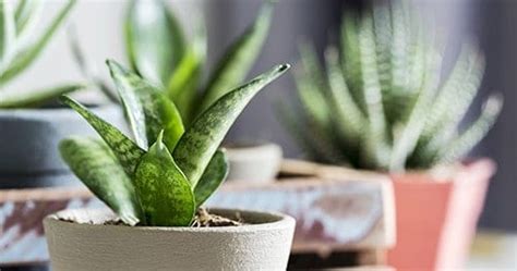 Indoor Plants For Air Conditioned Rooms Moore Home Services